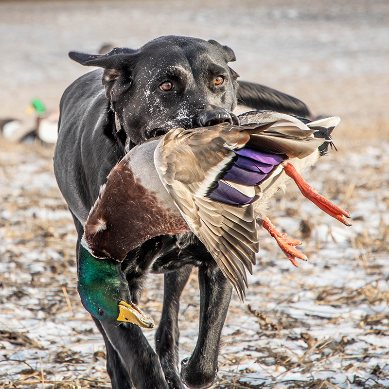 Saskatchewan waterfowl hunting dog, maddie