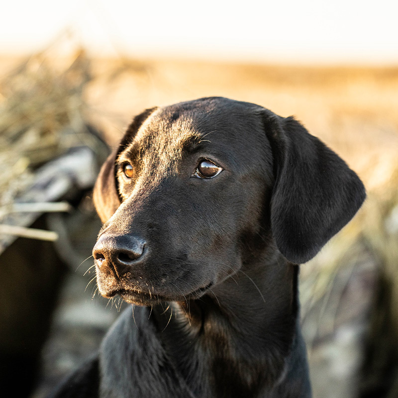 Canadian waterfowl hunting dog, scout
