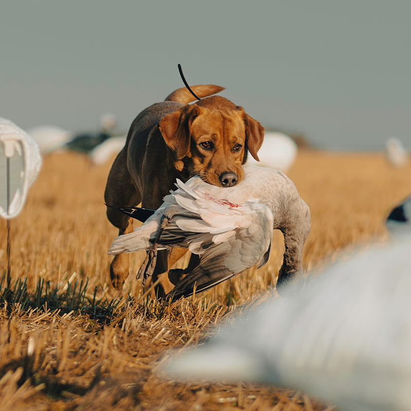 Canadian waterfowl hunting dog, riggs